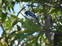 Myiagra rubecula