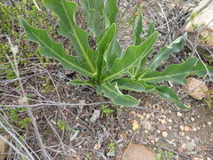 Lichtensteinia trifida