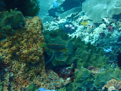 Halichoeres solorensis