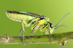 Rhogogaster picta