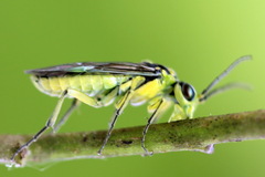 Rhogogaster picta