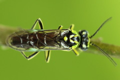 Rhogogaster picta