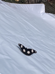 Hypolimnas misippus