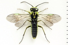 Rhogogaster picta