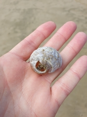 Amphibola crenata