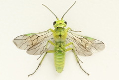 Rhogogaster picta