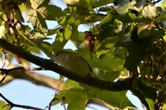 Phylloscopus collybita