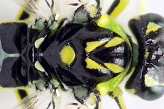 Rhogogaster picta
