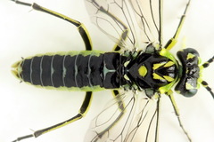 Rhogogaster picta
