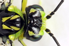 Rhogogaster picta