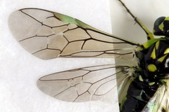 Rhogogaster picta