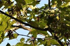 Phylloscopus collybita