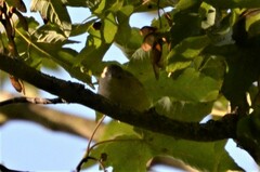 Phylloscopus collybita