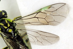 Rhogogaster picta