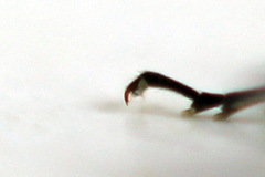 Rhogogaster picta