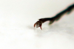 Rhogogaster picta