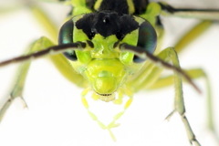 Rhogogaster picta