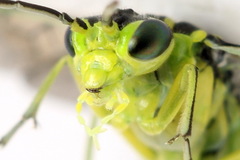 Rhogogaster picta