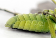 Rhogogaster picta