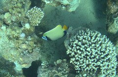 Pomacanthus imperator