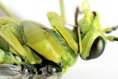 Rhogogaster picta