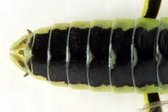 Rhogogaster picta