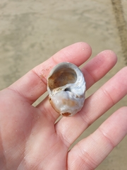 Amphibola crenata