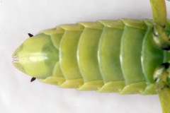 Rhogogaster picta
