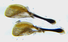 Rhogogaster picta