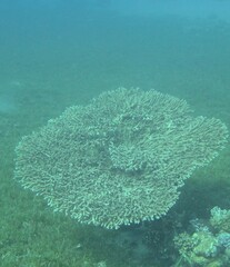 Acropora downingi