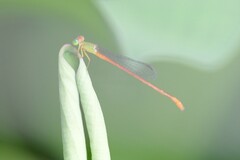 Ceriagrion auranticum