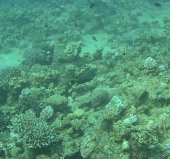 Ctenochaetus striatus