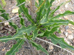 Lichtensteinia trifida