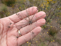 Lichtensteinia trifida