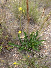Lichtensteinia trifida