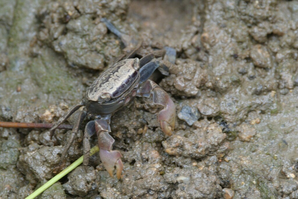 Sinosesarma