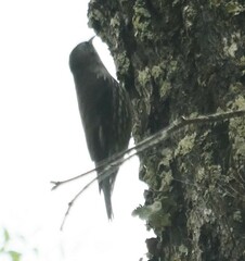 Cormobates leucophaea