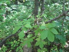 Eleutherococcus sessiliflorus