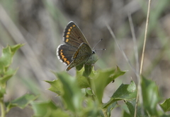 Aricia agestis