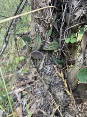 Dendrobium linguiforme