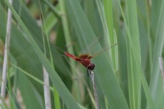 Urothemis signata