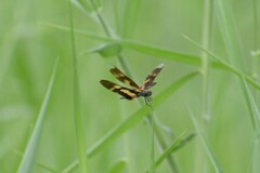 Rhyothemis variegata