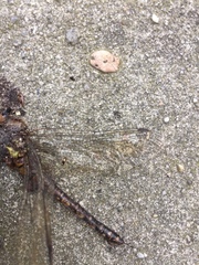Aeshna mixta