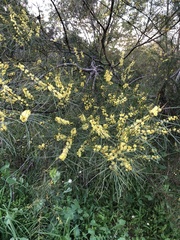 Acacia stricta