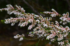 Thryptomene calycina