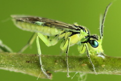 Rhogogaster picta