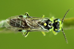 Rhogogaster picta