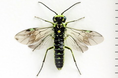 Rhogogaster picta