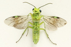 Rhogogaster picta