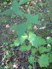 Artemisia stolonifera